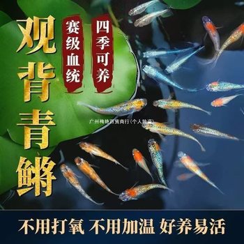 The Ornamental Fish Species Poikilospora Is Easy to Raise, Small-Sized, Suitable for Beginners, and Is a Hardy Freshwater Fish