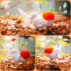 Pet Miao Thai Lion Small Freshwater Hardy Fish Cold Water Fish Ornamental Fish Goldfish Ornamental Fish Koi Lan Shou