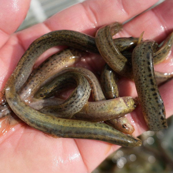 Taiwan Loach Fry Fresh Small Loach Local Loach Live Bait Turtle Dragon Fish Pet Feed Loach Fry Wholesale