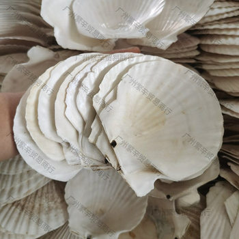 Garlic vermicelli white large fan shell for barbecue steamed scallop hawaiian half shell large tray shell hot sale