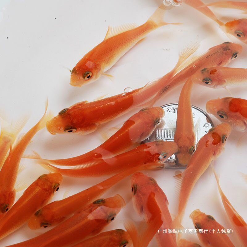 Red Carp Fry Xingguo Cold Water Ornamental Fish Fry Freshwater Farming Red Durable Live Carp Edible