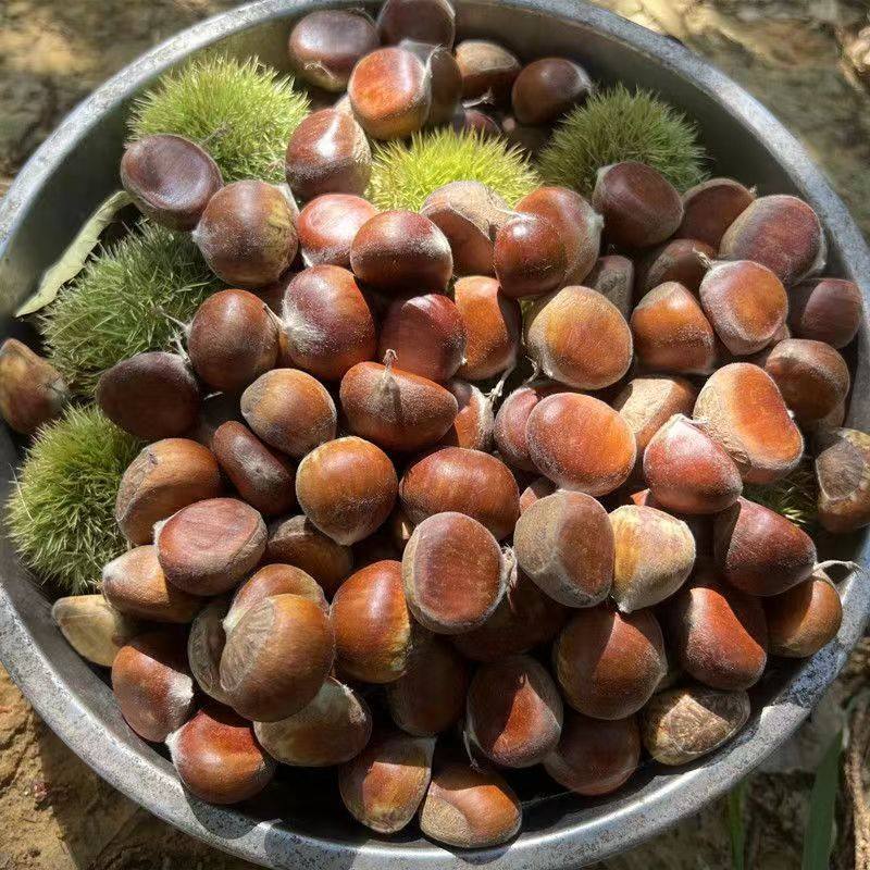 Fresh Chestnuts from the Farm, Freshly Picked Raw Hairy Chestnuts, Oil Chestnuts, Non-Mianxi Chestnuts