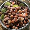 Fresh Chestnuts from the Farm, Freshly Picked Raw Hairy Chestnuts, Oil Chestnuts, Non-Mianxi Chestnuts