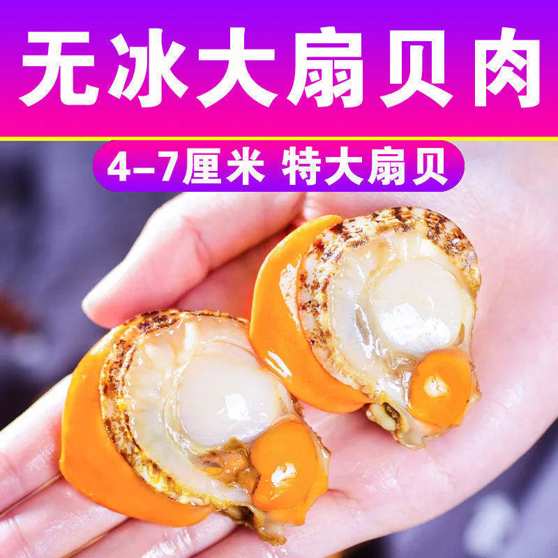 Extra Large Scallop Yellow Factory Scallops Free Shipping Fresh Quick-Frozen Scallop Meat Direct Sales Scallop Meat Freshly Peeled