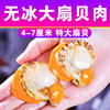 Extra Large Scallop Yellow Factory Scallops Free Shipping Fresh Quick-Frozen Scallop Meat Direct Sales Scallop Meat Freshly Peeled