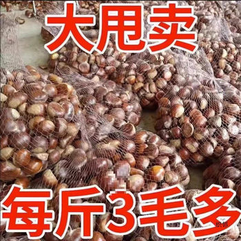 Fresh Chestnuts from the Farm, Freshly Picked Raw Hairy Chestnuts, Oil Chestnuts, Non-Mianxi Chestnuts