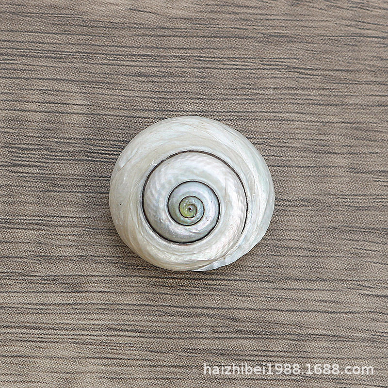 Bull's eye snail natural small conch shell rare specimen fish tank decoration shooting props hermit crab replacement shell wholesale