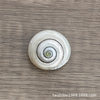 Bull's eye snail natural small conch shell rare specimen fish tank decoration shooting props hermit crab replacement shell wholesale