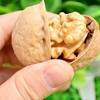 [Daifa] 185 Paper Walnut 500g Xinjiang Thin Walnut Casual Dried Fruit Snacks Hand Peeled Original Big Kernel