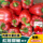 Семена сладкого перца Yanyou red crown, крупная кожура, густой зеленый перец, небесный перец, семена красного фонарного перца, огород, комнатные растения на ферме mini 0