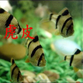 Ornamental Fish Tropical Fish Tiger Skin Fish Tiger Skin Small Four Room Fish Gold Tiger Skin Green Tiger Skin Fish Ornamental Fish