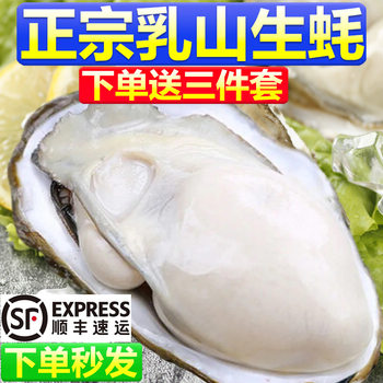 Rushan Raw Shelled Oysters, Fresh Oysters, Fresh Sea Oysters, Seafood, Aquatic Shellfish