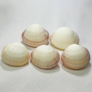 Natural Conch Shell Flower Basket Clam Crafts Fish Tank Ornaments Home Decoration Aquarium Scallop Ocean