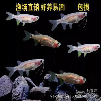 Dragon beard Lantern Live small fish grass tank group swimming lantern fish package live tropical ornamental fish fishing ground a large number of wholesale