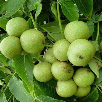 Grafted Walnut Saplings, Fruit Saplings, Pecan Seedlings Planted in the North and South 8518 Ground-Planted Thin-Shell Paper Bark That Bear Fruit in the Same Year