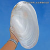Natural Large Pearl Clam Shell, Oversized Shell Photography Props, Conch Fish Tank Landscaping Decoration Ornaments, Fruit Plate and Dinner Plate