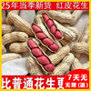 New Northeast Red Skin Peanuts [Raw] Peanuts Red Skin Peanuts Wholesale Hot Selling Aliexpress Dropshipping