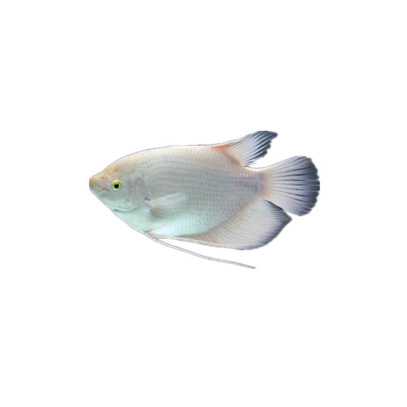 Feng Shui Fortune Fish Fry Warship Warship Fish Black-Eyed White Fortune Large Tropical Ornamental Fish Arowana with Fish