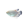 Feng Shui Fortune Fish Fry Warship Warship Fish Black-Eyed White Fortune Large Tropical Ornamental Fish Arowana with Fish