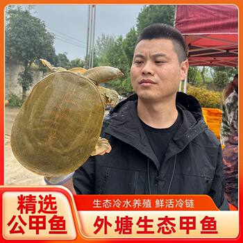 Fresh Live Edible Soft-Shell Turtle from the Pond, Green and Yellow Male Turtle, Fresh Turtle