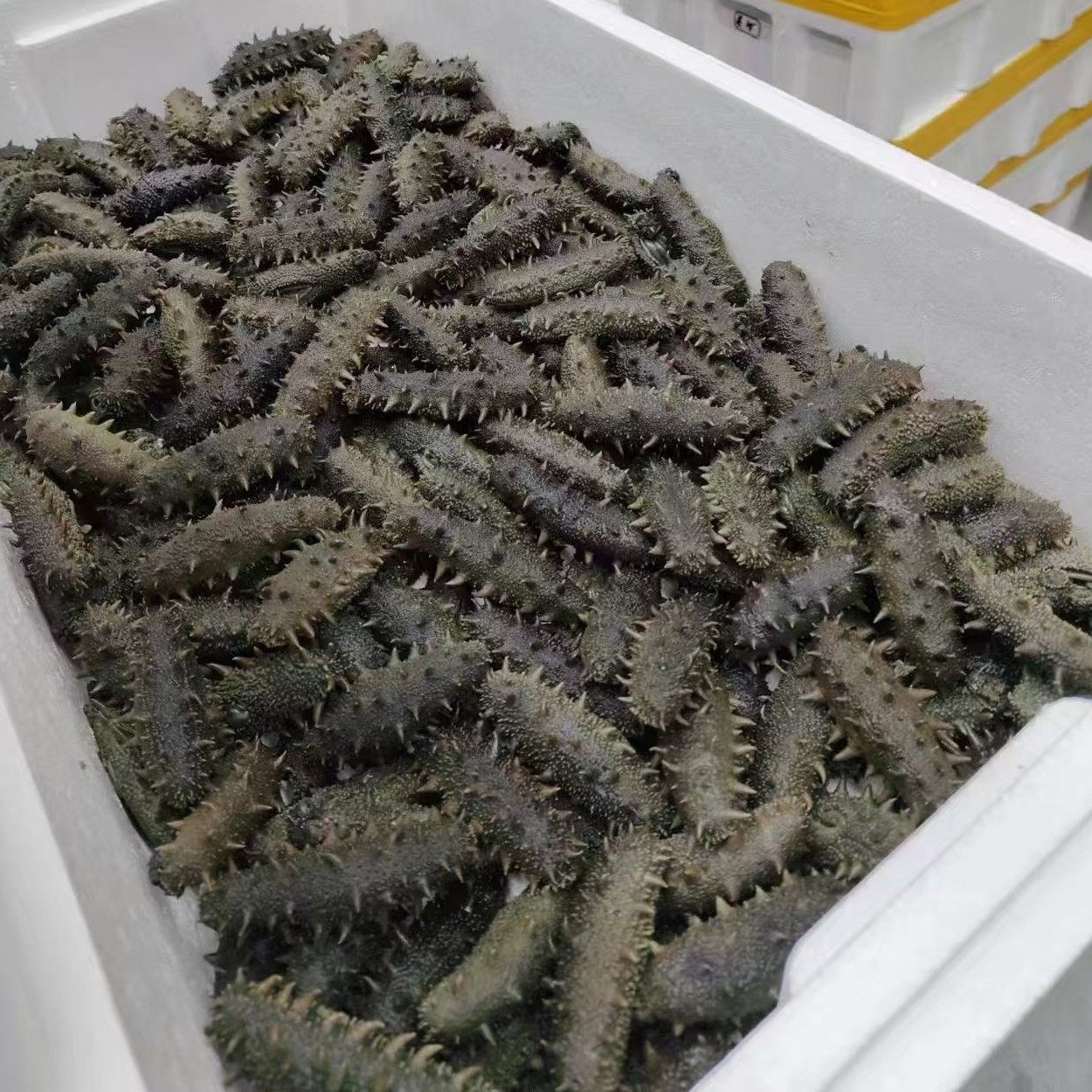 [Factory Subsidy] Semi-Dry Sea Cucumber Dalian Jar Salt Sea Cucumber 25 Heads/Kg Factory Direct Supply Dropshipping