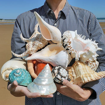 Extra Large Conch Shell Ornaments Background Wall Home Decoration Native Tank Landscaping Listening to the Sound of the Sea Gift Specimen Collection