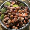 Fresh Chestnuts from the Farm, Freshly Picked Raw Chestnuts, Oil Chestnuts, Non-Mianxi Chestnuts 1