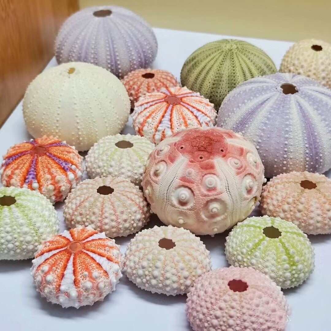 Dream Sea Urchin Shell Princess Wind Night Light Accessories Natural Sea Urchin Shell Mediterranean Lantern Sea Urchin Medal Sea Urchin