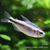 Tropical Ornamental Fish Wholesale Symphony Blue Devil Platinum Symphony Devil Light Classy Light Fish