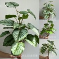 seller product image