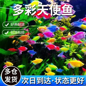 Angels Are Good at Keeping Live Fish, Ornamental Fish, Fish Groups, Freshwater Fish, Small Fish, New Games, Colorful Light Fish, Tropical Fish, Other Fish