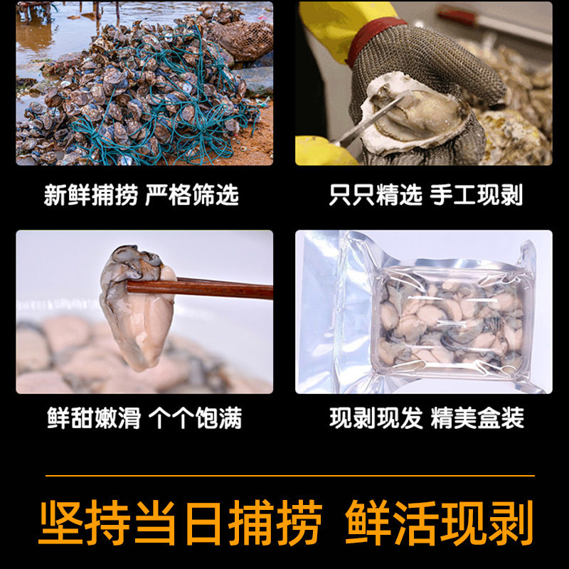 Fresh Oyster Meat, Freshly Peeled Oyster Meat, Oyster Meat, Oyster Meat, Seafood and Aquatic Products for Commercial Use