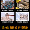Fresh Oyster Meat, Freshly Peeled Oyster Meat, Oyster Meat, Oyster Meat, Seafood and Aquatic Products for Commercial Use
