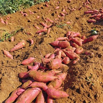 [Crab Crab]Durian Honey Sweet Potato Volcano No. 1 Yellow Heart Honey Sweet Potato Chestnut Sweet Potato Roasted Sweet Potato Farm Yunnan