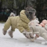 Корейская версия зимней одежды для домашних собак Teddy vip small dog, одежда для четвероногих, толстая пуховая хлопчатобумажная одежда для сохранения тепла и холода