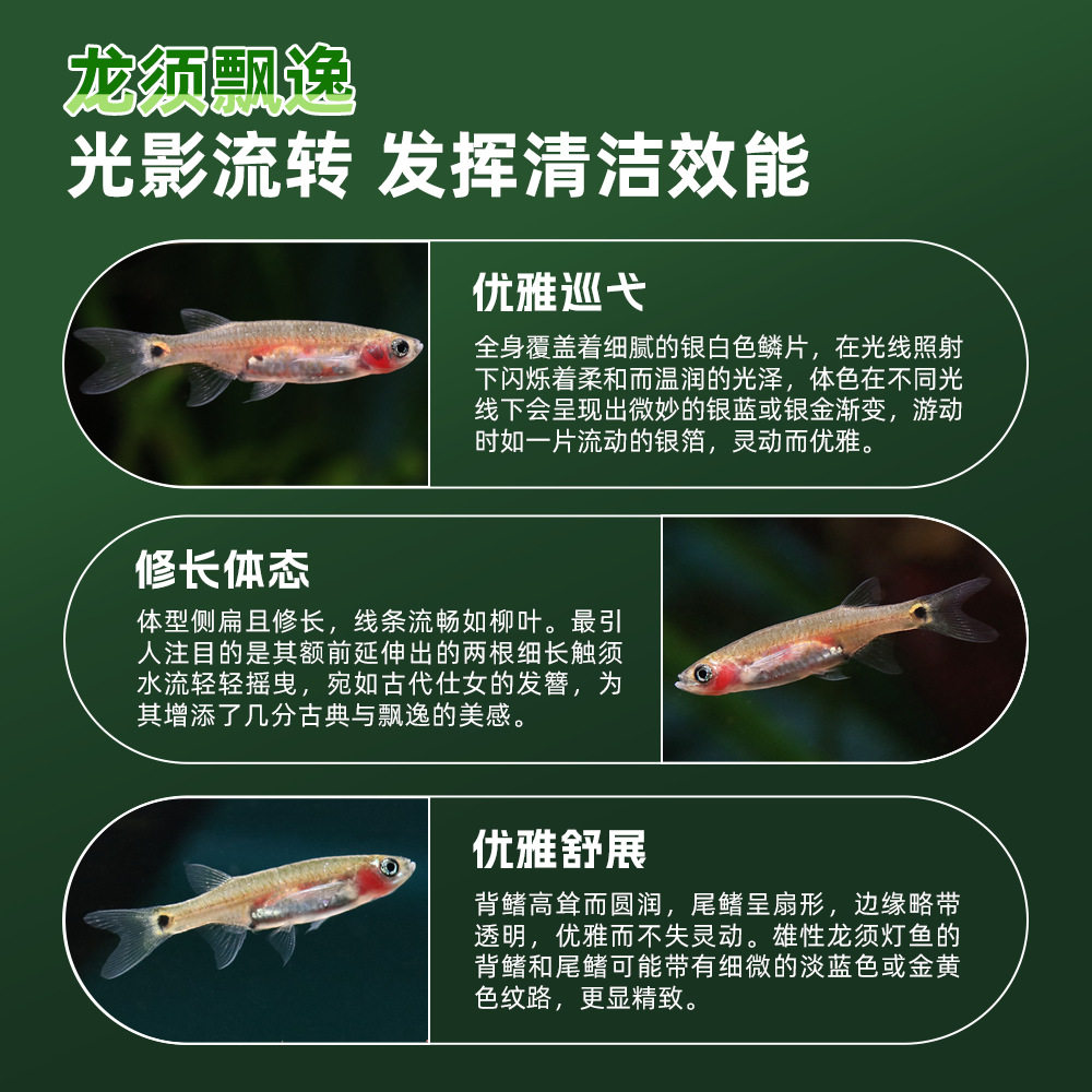 Large Dragon Beard Gourami Fish Surface Oil Film Remover Black Mary Fish Grass Tank Cleaning Tool Tropical Ornamental Fish Tank