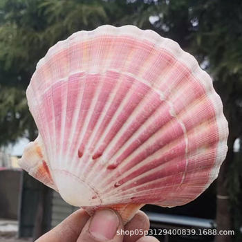 Natural Large Conch Shell DIY Handmade Colorful Shell Wall Stickers Fish Tank Landscape Decoration Large Shell Dinner Plate Shell
