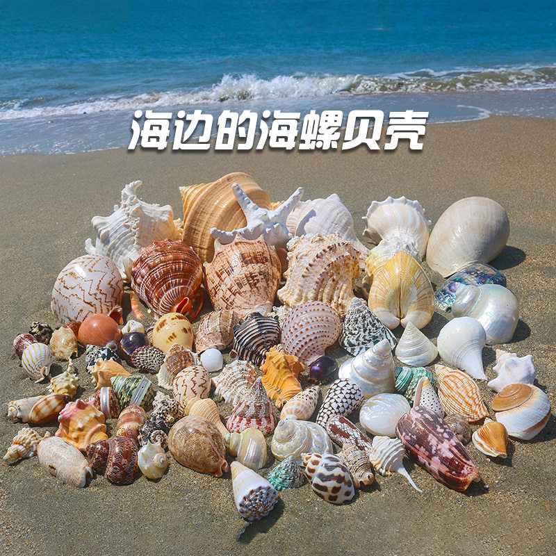 Natural Shell Conch Starfish Hermit Crab Replacement Shell Handmade DIY Shell Photo Frame Fish Tank Landscaping Large Conch Shell