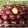 Fresh Dandong Chestnuts, Fresh Chestnuts, Tender Large Chestnuts, Wild Yanshan Chestnuts, Oil Cone Chestnuts