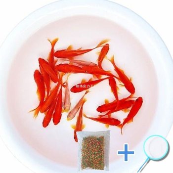 Goldfish Ornamental Fish Cold Water Fortune Freshwater Koi Freshwater Fish Live Fish Wholesale Durable Live Fish Farming Not Easy to Die Good Fish Fry