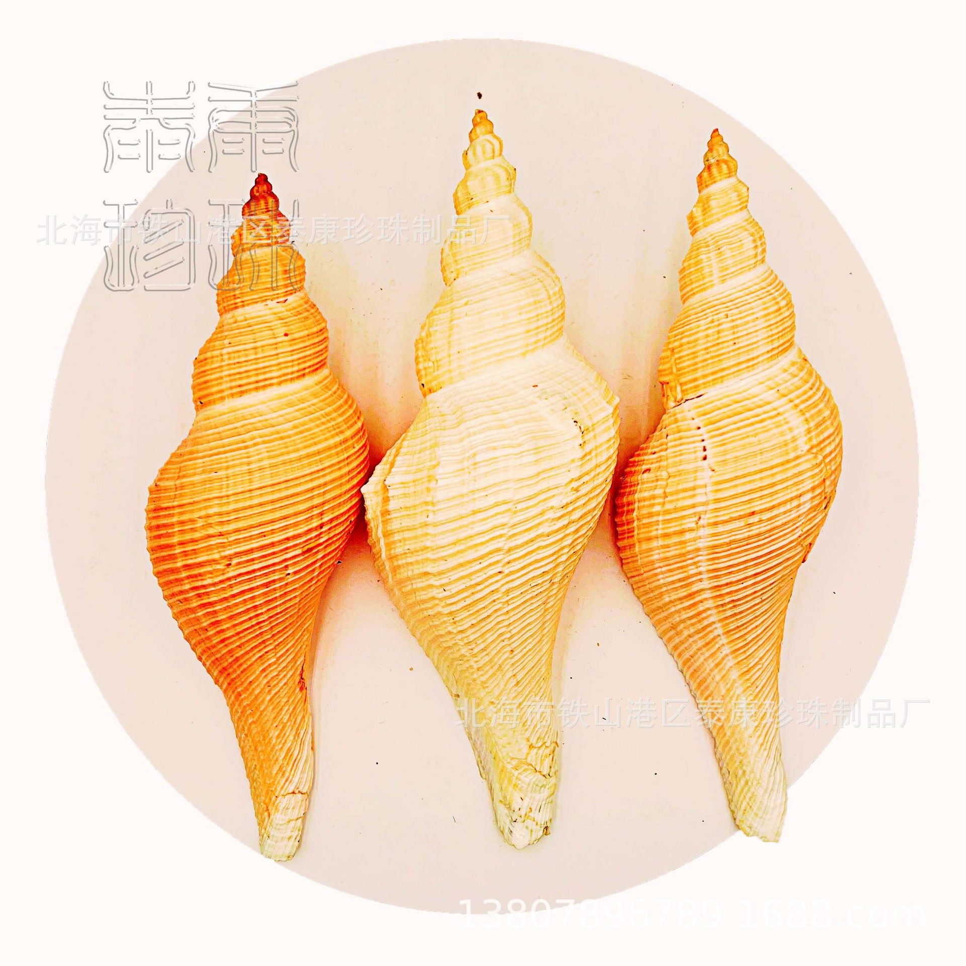 Conch Shell Long Fragrant Snail Loud Snail Shell Decoration Collection Gift Method Utensils Horn Snail Ornaments Starfish Coral