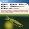 Living lamp fish small tropical ornamental fish dragon beard lamp fish living tropical fish ornamental fish degreasing film Fish Wholesale