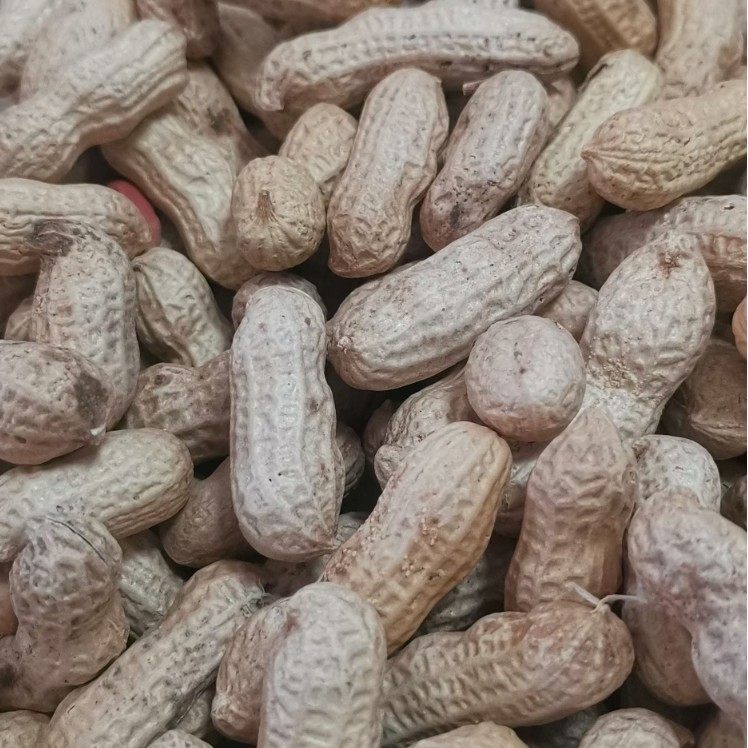 Shelled red Peanut Wholesale Sun-dried Raw Peanut 49.5 Jin Cereals New Small Seed Red Coat Peanut Northeast 4