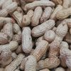 Shelled red Peanut Wholesale Sun-dried Raw Peanut 49.5 Jin Cereals New Small Seed Red Coat Peanut Northeast 4