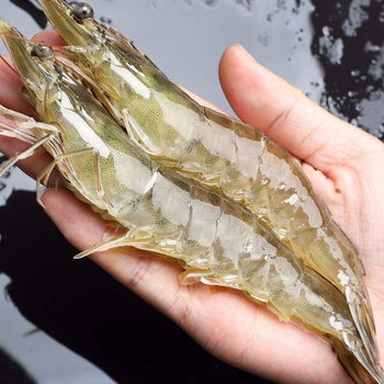 Fresh Prawns, Fresh Extra Large Base Shrimp, Qingdao Sea Shrimp, Extra Large Prawns, Quick-Frozen Whole Box of Seafood, Aquatic Shrimp