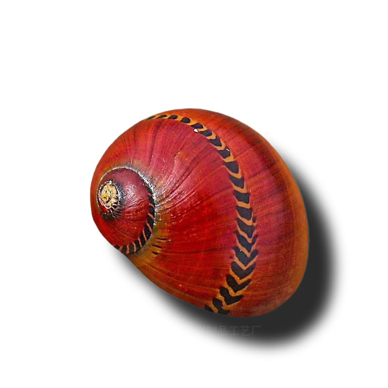 Natural Shell Conch Red Spot Snail Snail Snail Specimen Snail Tank Aquarium Landscape Floor Window Decoration Ornaments