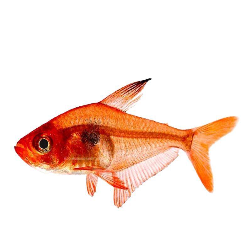 Red Dream Flag Pull Flag Tropical Fish Ornamental Fish Wholesale Small Tropical Fish Fishing Farm Direct Sales