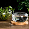 Office fish tank glass turtle cylinder drum cylinder transparent hydroponic plant copper grass green radish living room desktop round