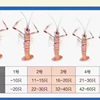 New Zealand Qiao Shrimp No. 1 Qiao Shrimp Seafood Sashimi Platter Deep Sea Crayfish Sea Prawn Ready-To-Eat 2kg Box for Commercial Use