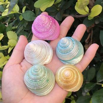 Natural Shell Conch White Tower Snail Colorful Luminous Fluorescent Handmade Snail Hermit Crab Shell Replacement Landscaping Cute